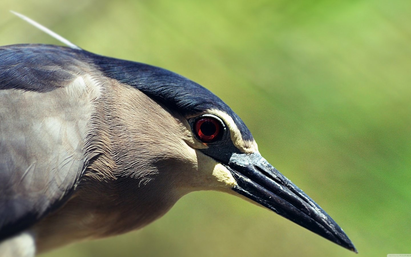 Обои птица, клюв, перья, цапля, крупным планом, кваква, bird, beak, feathers, heron, closeup разрешение 3840x2160 Загрузить