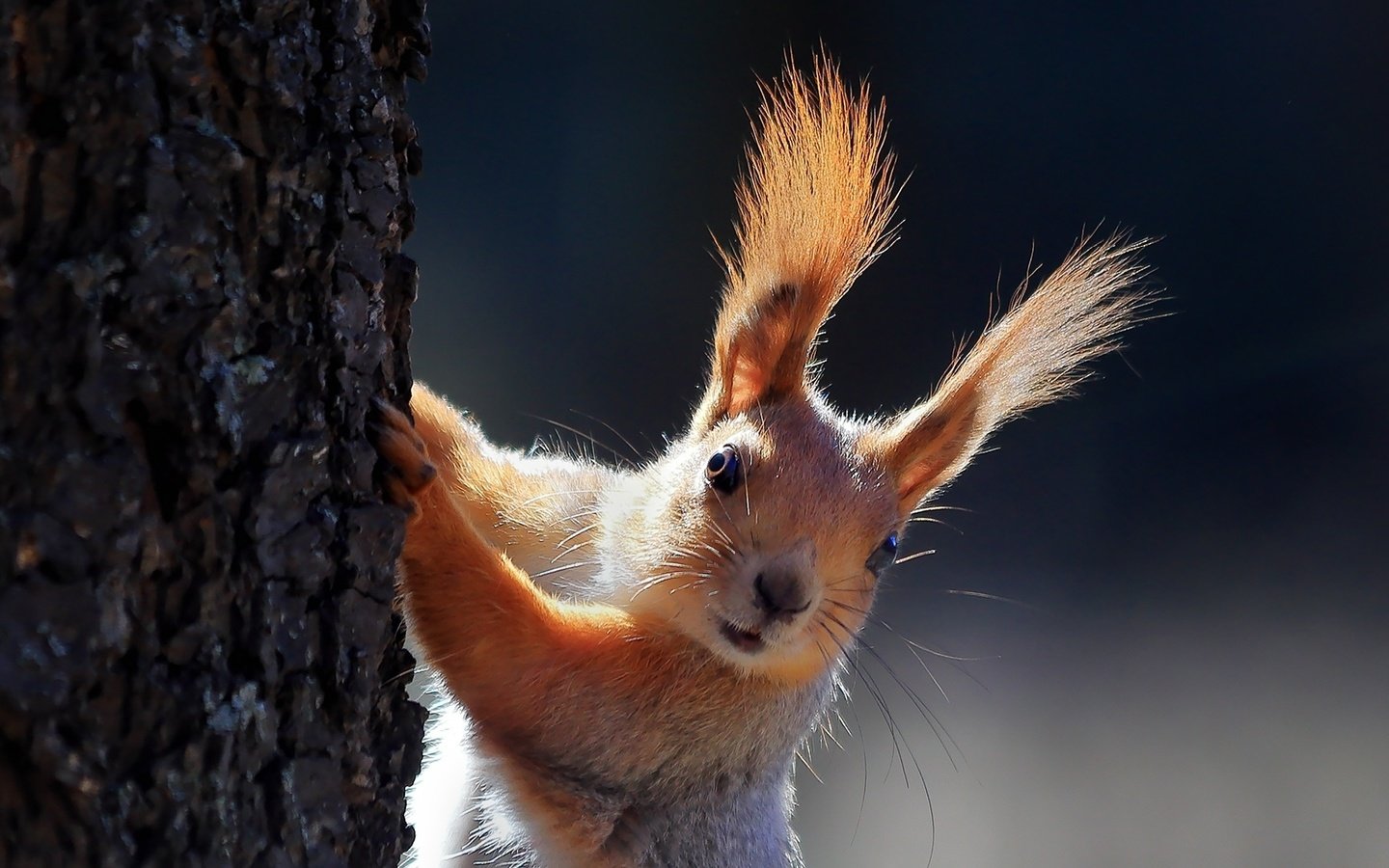 Обои ушки, животное, белка, зверек, белочка, грызун, ears, animal, protein, squirrel, rodent разрешение 1920x1080 Загрузить