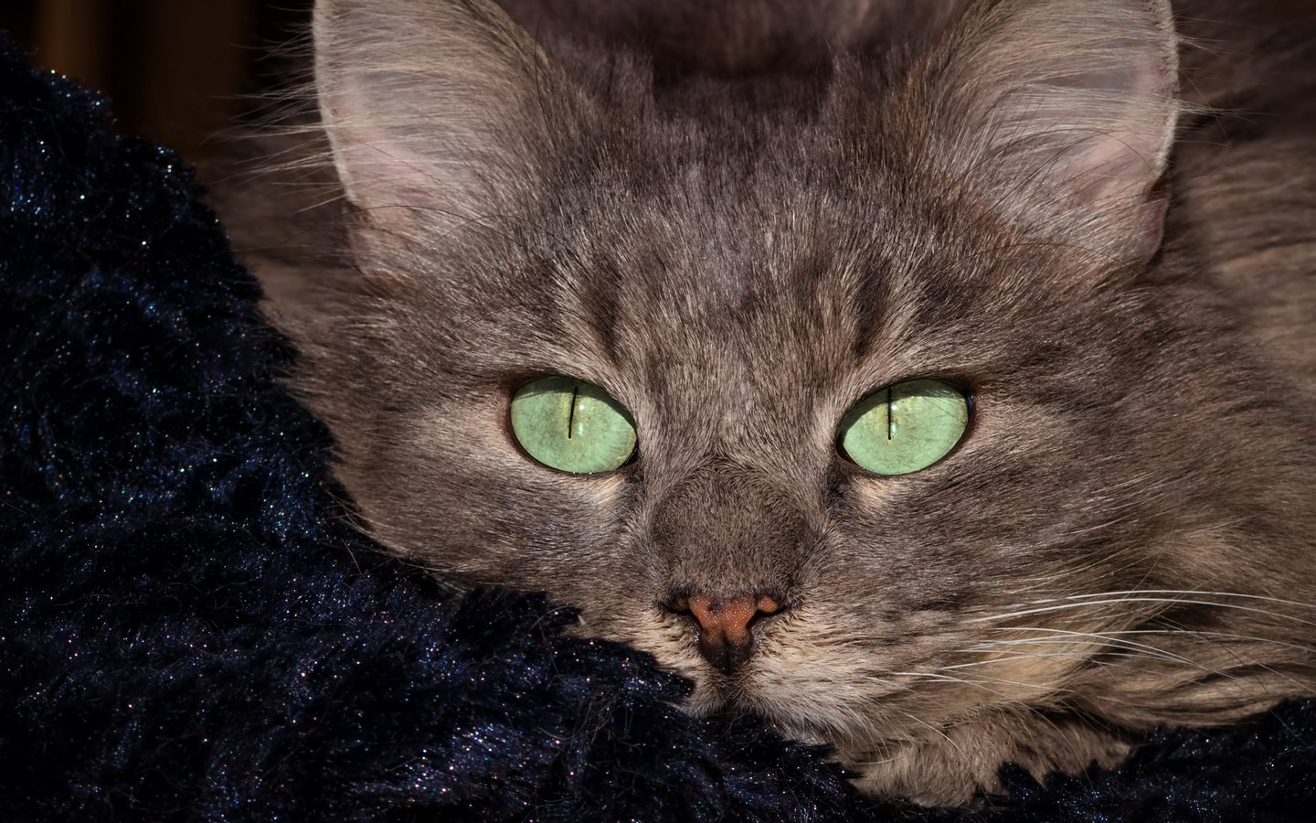 Обои портрет, кот, мордочка, кошка, взгляд, portrait, cat, muzzle, look разрешение 2112x1188 Загрузить