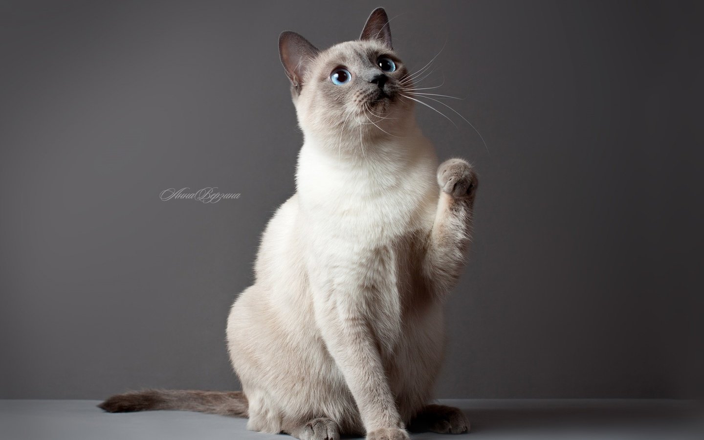 Обои глаза, обои, кот, кошка, серый фон, тайский кот, тайская кошка, eyes, wallpaper, cat, grey background разрешение 1920x1080 Загрузить