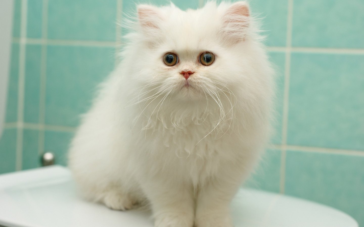 Обои котенок, пушистый, белый, перс, персидская кошка, kitty, fluffy, white, pers, persian cat разрешение 1920x1200 Загрузить