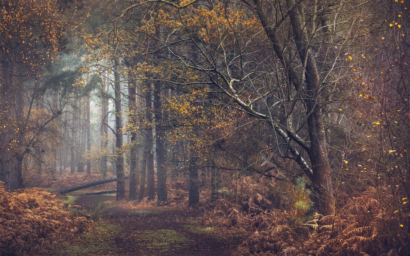 Обои деревья, природа, лес, дорожка, осень, тропинка, trees, nature, forest, track, autumn, path разрешение 3840x2160 Загрузить