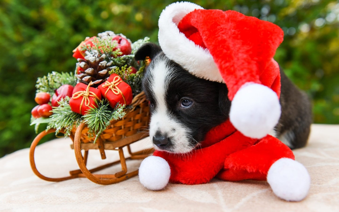 Обои шарфик, новый год, вельш-корги, собака, корги, щенок, игрушки, колпак санты, мордашка, малыш, рождество, санки, scarf, new year, welsh corgi, dog, corgi, puppy, toys, face, baby, christmas, sled разрешение 2000x1333 Загрузить