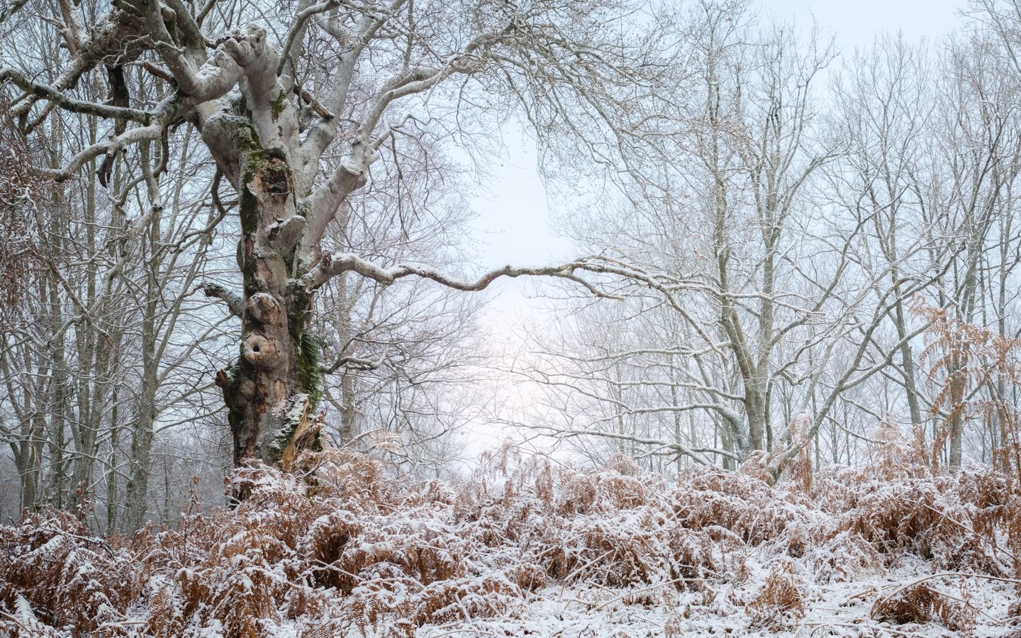 Обои деревья, природа, лес, зима, пейзаж, иней, trees, nature, forest, winter, landscape, frost разрешение 3840x2160 Загрузить