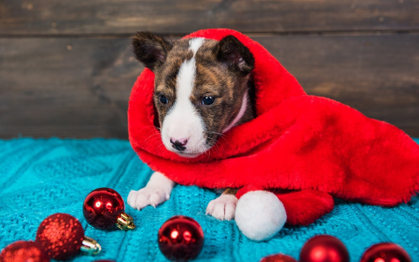 Обои щенок, мордашка, новогодние украшения, питбультерьер, питбуль, puppy, face, christmas decorations, pit bull terrier, pit bull разрешение 2000x1335 Загрузить