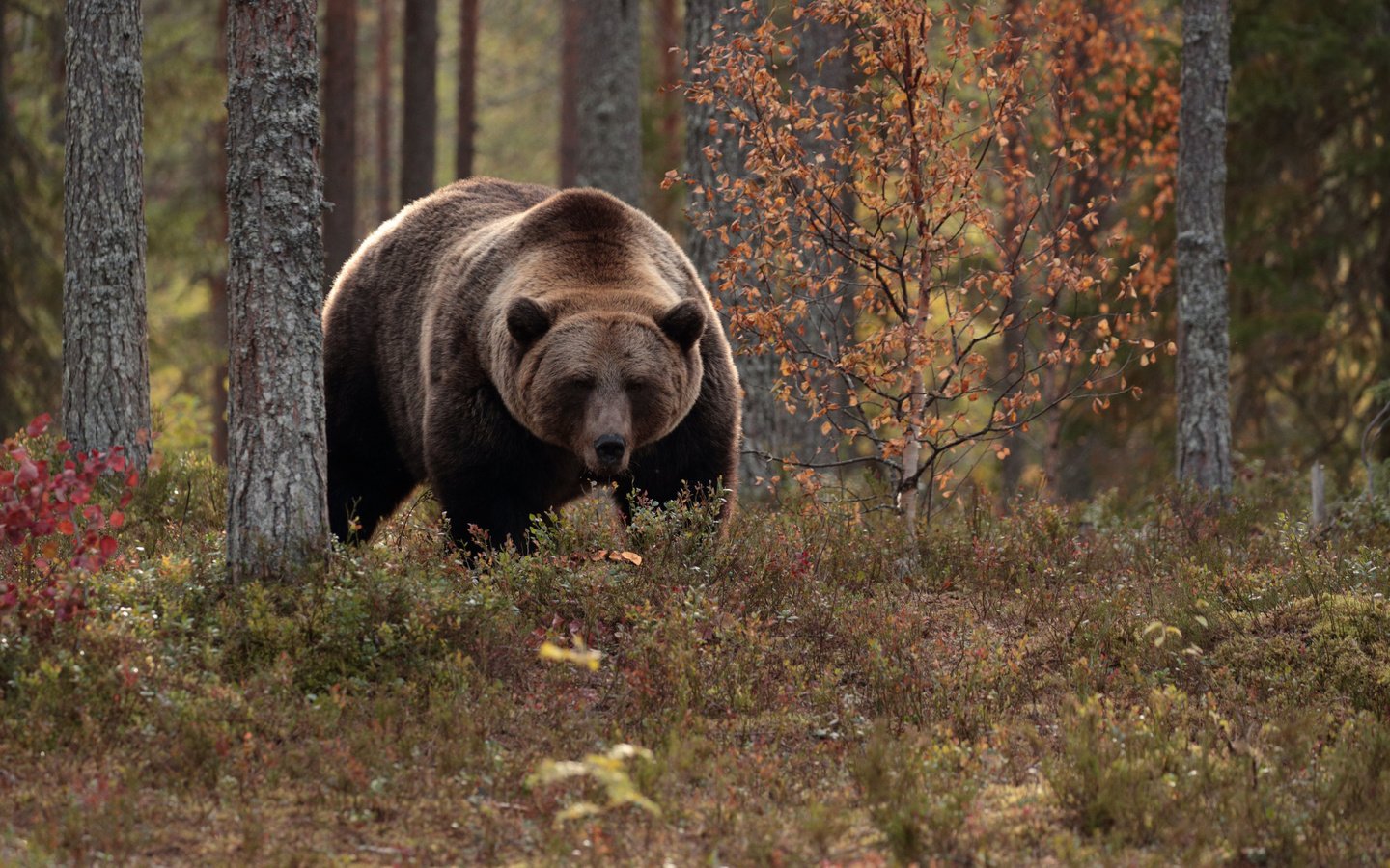 Обои деревья, лес, осень, медведь, топтыгин, trees, forest, autumn, bear разрешение 2112x1188 Загрузить