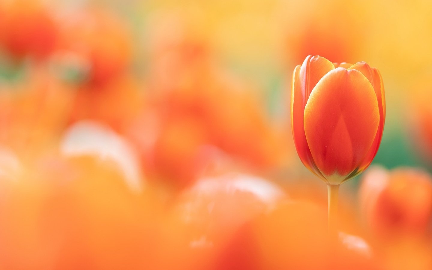 Обои фон, тюльпан, background, tulip разрешение 2048x1300 Загрузить