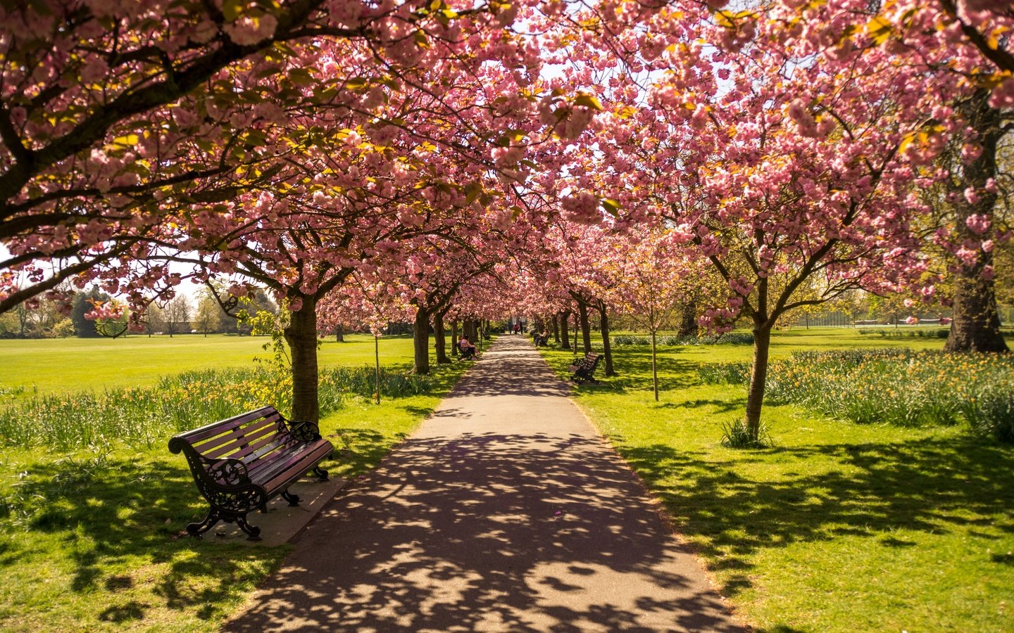 Обои цветение, парк, тень, весна, скамейка, солнечный свет, flowering, park, shadow, spring, bench, sunlight разрешение 6000x4000 Загрузить