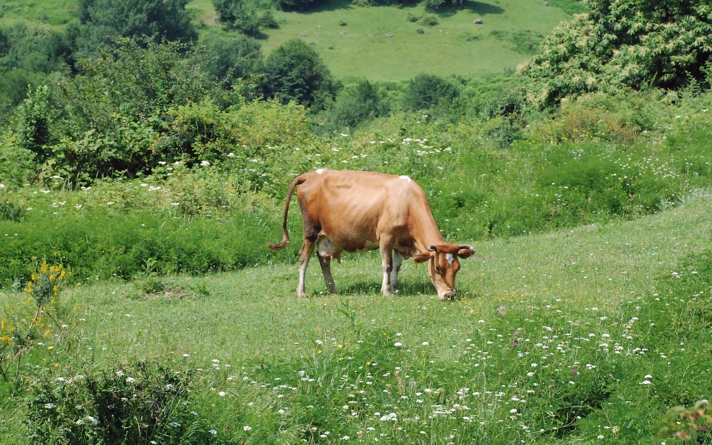 Обои цветы, трава, луг, пастбище, корова, flowers, grass, meadow, pasture, cow разрешение 3872x2178 Загрузить