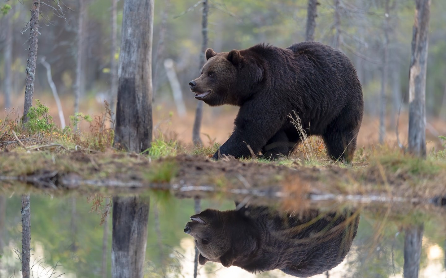 Обои берег, лес, отражение, медведь, водоем, прогулка, бурый, shore, forest, reflection, bear, pond, walk, brown разрешение 5568x3712 Загрузить