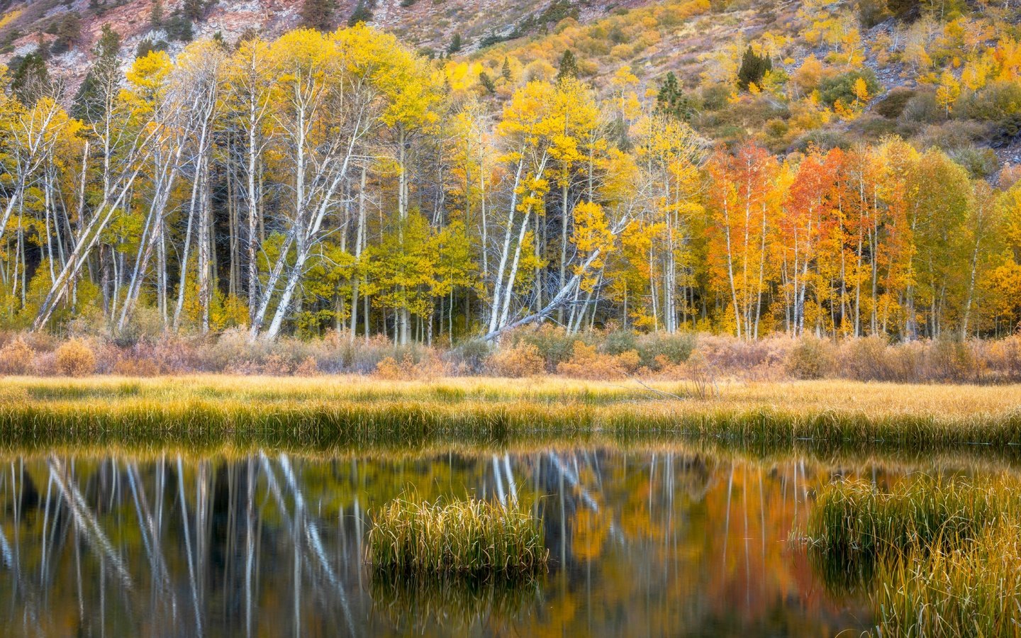 Обои берег, лес, отражение, осень, водоем, shore, forest, reflection, autumn, pond разрешение 6636x4428 Загрузить