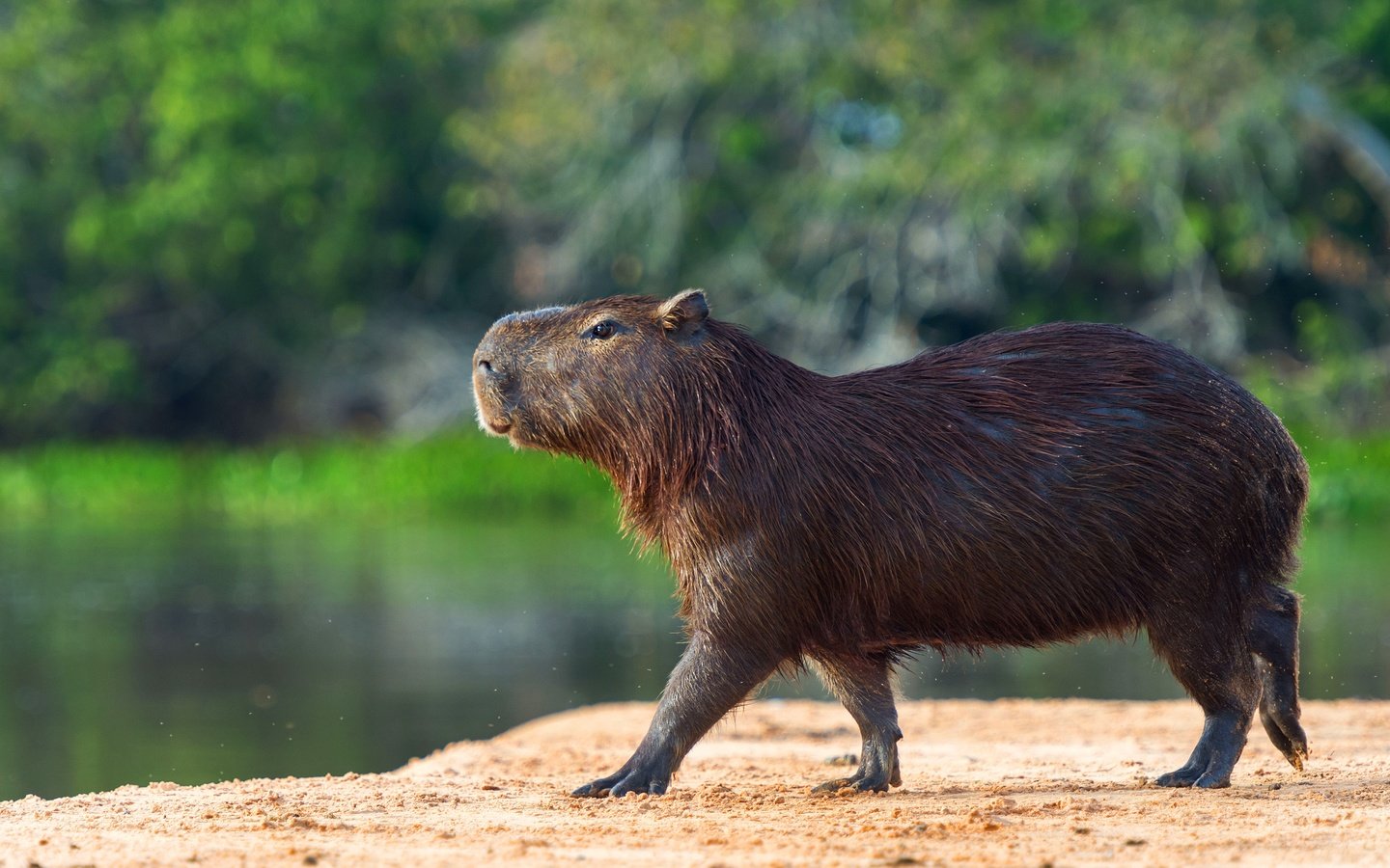 Обои берег, водоем, профиль, прогулка, капибара, shore, pond, profile, walk, the capybara разрешение 3840x2556 Загрузить