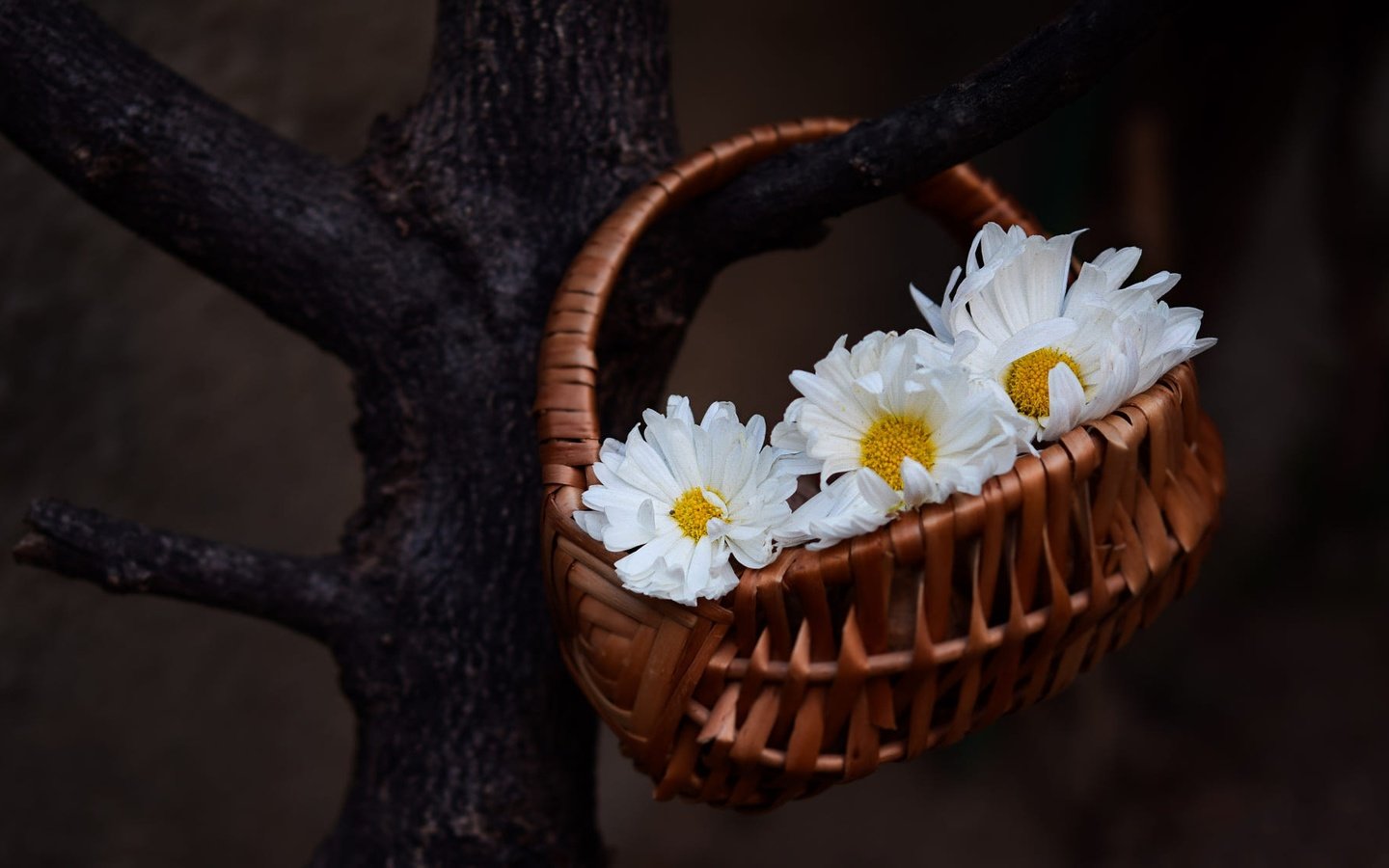 Обои цветы, дерево, темный фон, ромашки, белые, корзинка, flowers, tree, the dark background, chamomile, white, basket разрешение 2000x1125 Загрузить