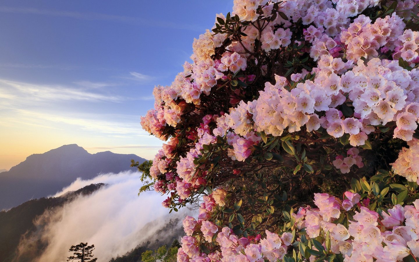 Обои цветы, горы, туман, кусты, розовые, азалия, рододендроны, flowers, mountains, fog, the bushes, pink, azalea, rhododendrons разрешение 3071x2050 Загрузить