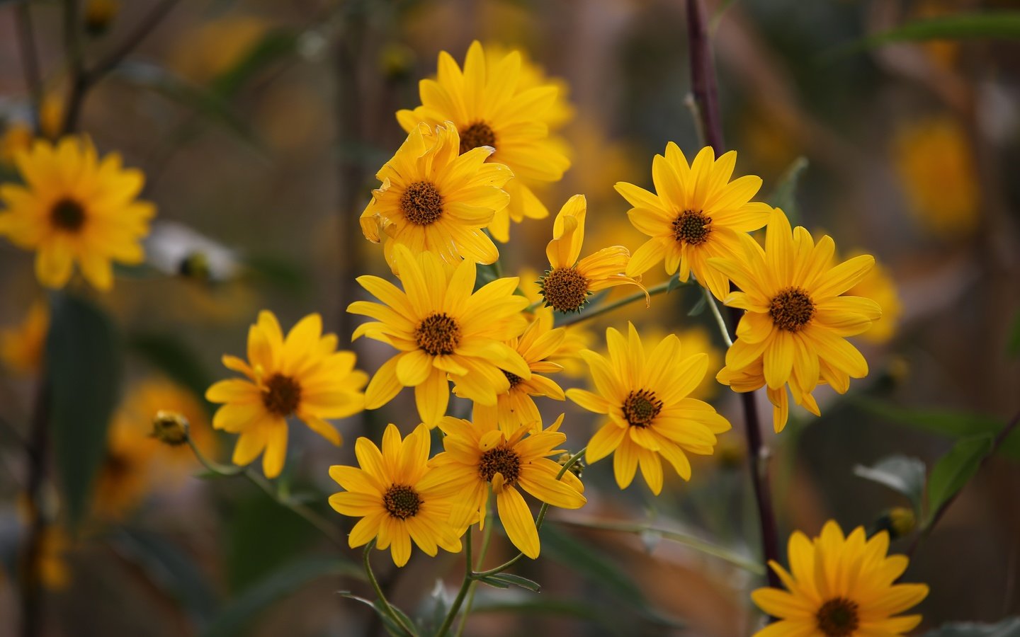 Обои цветы, куст, желтые, боке, flowers, bush, yellow, bokeh разрешение 5472x3648 Загрузить