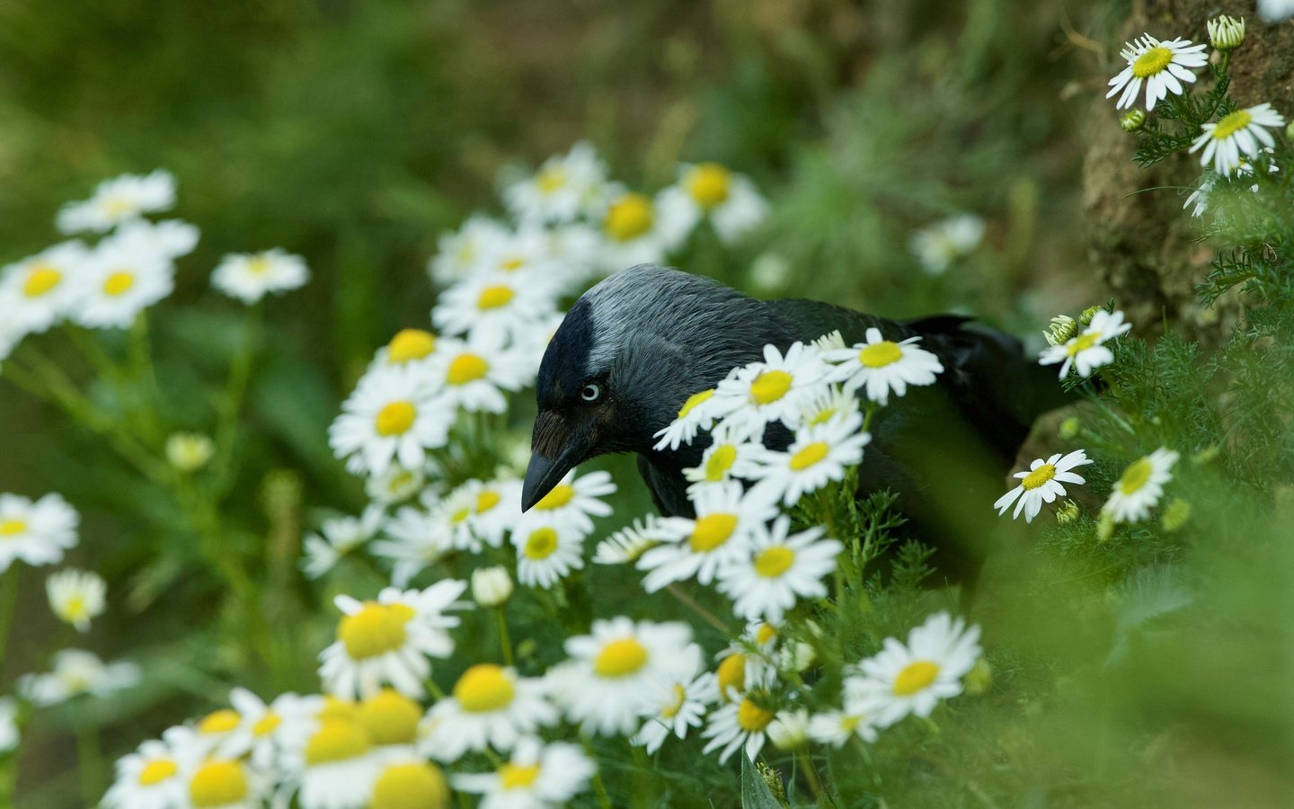 Обои цветы, лето, птица, ромашки, боке, галка, flowers, summer, bird, chamomile, bokeh, jackdaw разрешение 5120x3413 Загрузить