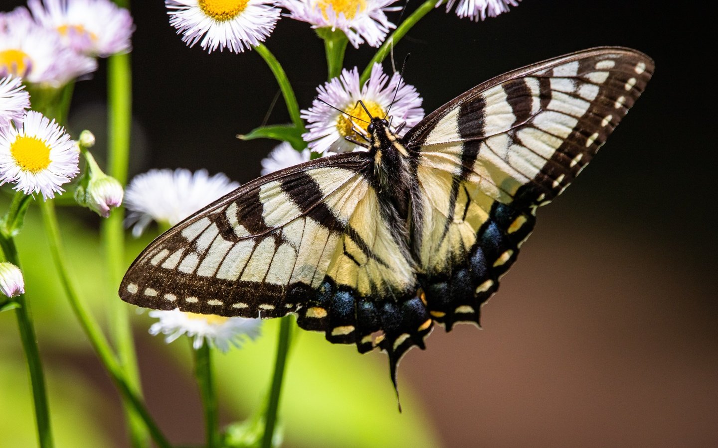 Обои цветы, природа, макро, насекомое, бабочка, темный фон, боке, махаон, flowers, nature, macro, insect, butterfly, the dark background, bokeh, swallowtail разрешение 3500x2333 Загрузить