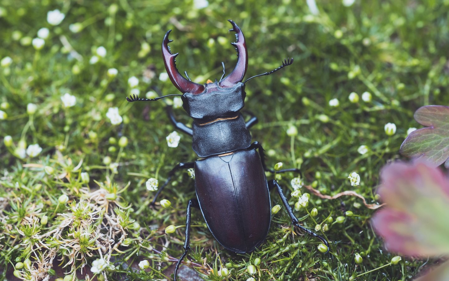 Обои цветы, жук, макро, насекомое, боке, жук-олень, flowers, beetle, macro, insect, bokeh, stag beetle разрешение 6000x4000 Загрузить