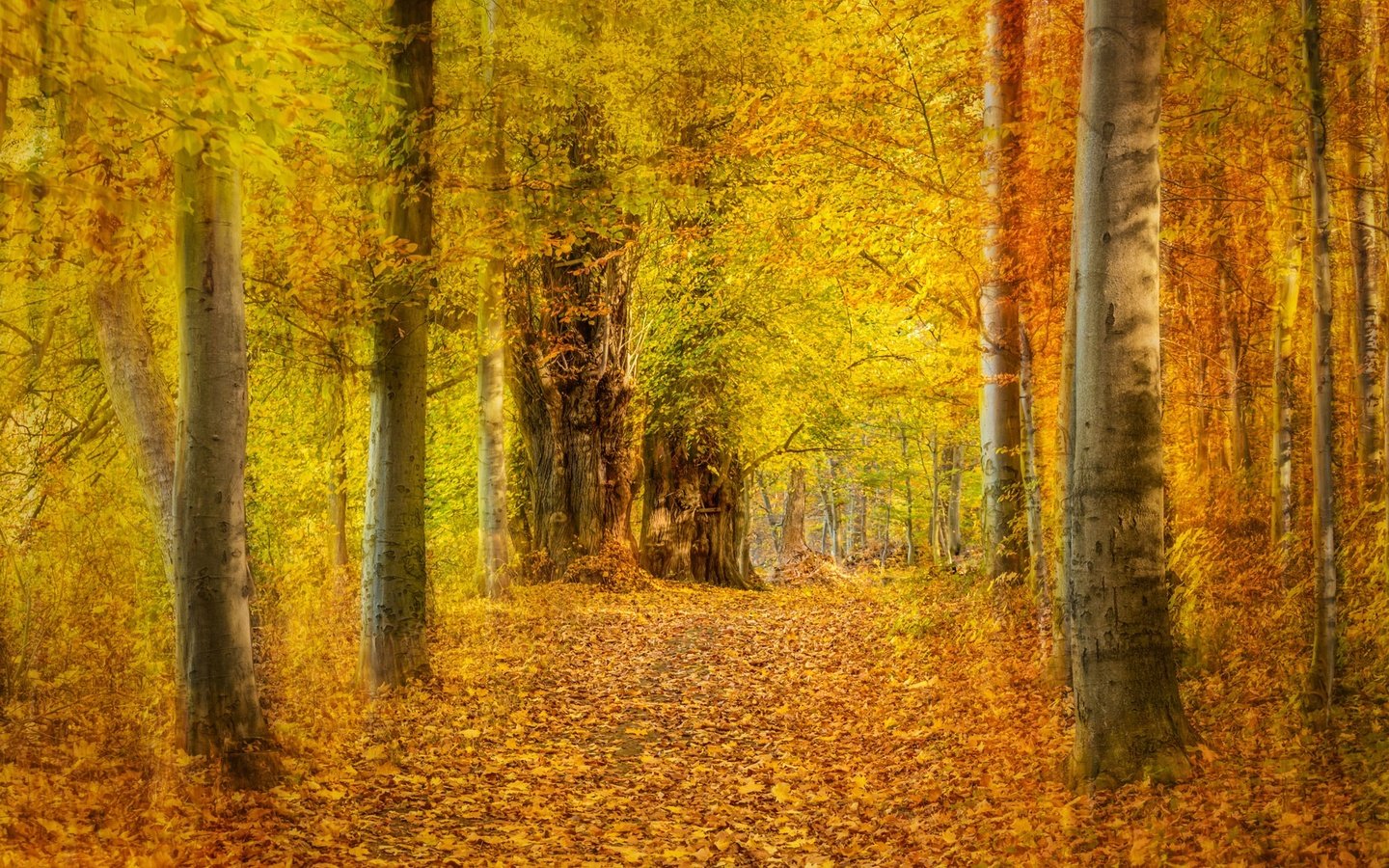 Обои деревья, лес, листья, парк, осень, желтые, аллея, trees, forest, leaves, park, autumn, yellow, alley разрешение 2048x1365 Загрузить