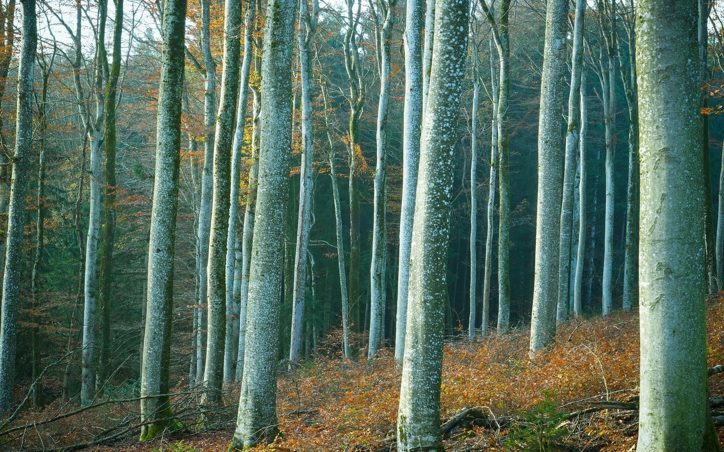 Обои деревья, лес, стволы, trees, forest, trunks разрешение 3840x2160 Загрузить