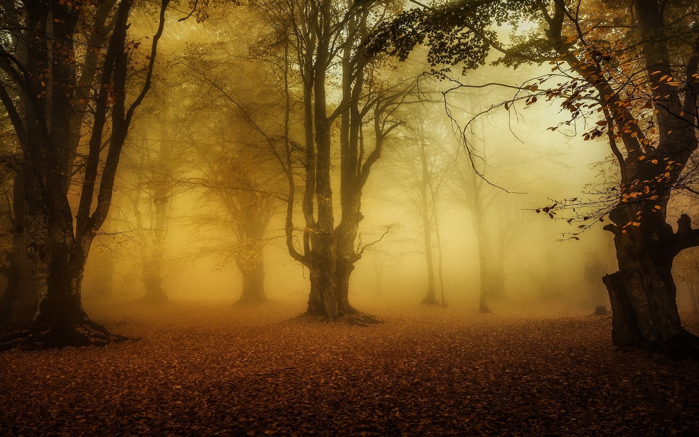 Обои деревья, лес, туман, листва, осень, trees, forest, fog, foliage, autumn разрешение 3840x2160 Загрузить