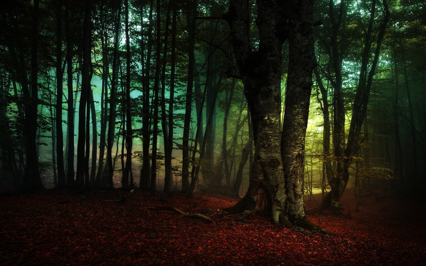 Обои деревья, лес, туман, ветки, листва, осень, trees, forest, fog, branches, foliage, autumn разрешение 3840x2160 Загрузить
