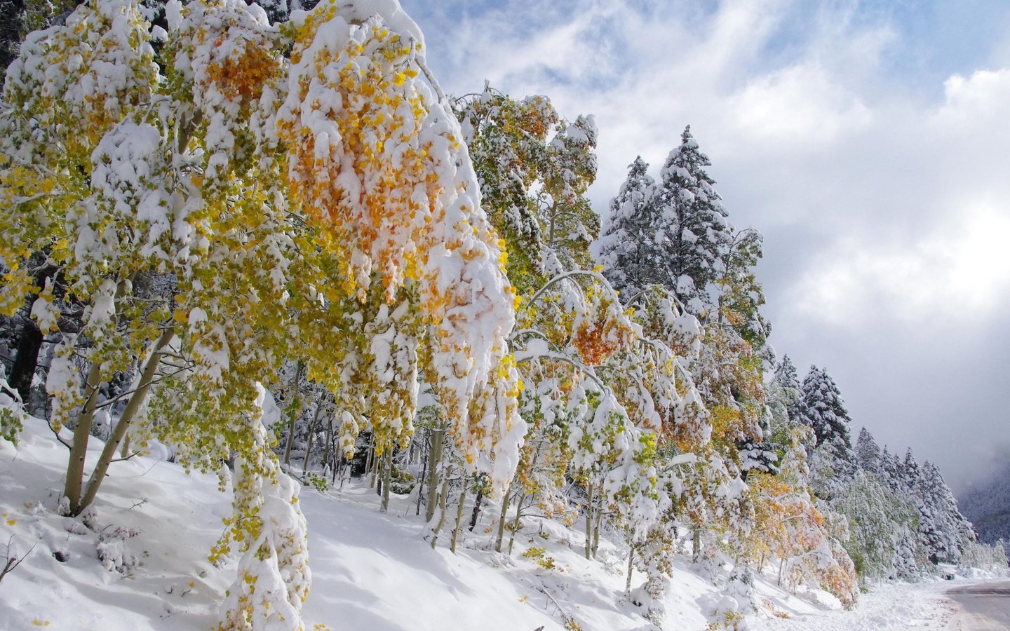 Обои деревья, снег, лес, зима, trees, snow, forest, winter разрешение 3840x2160 Загрузить