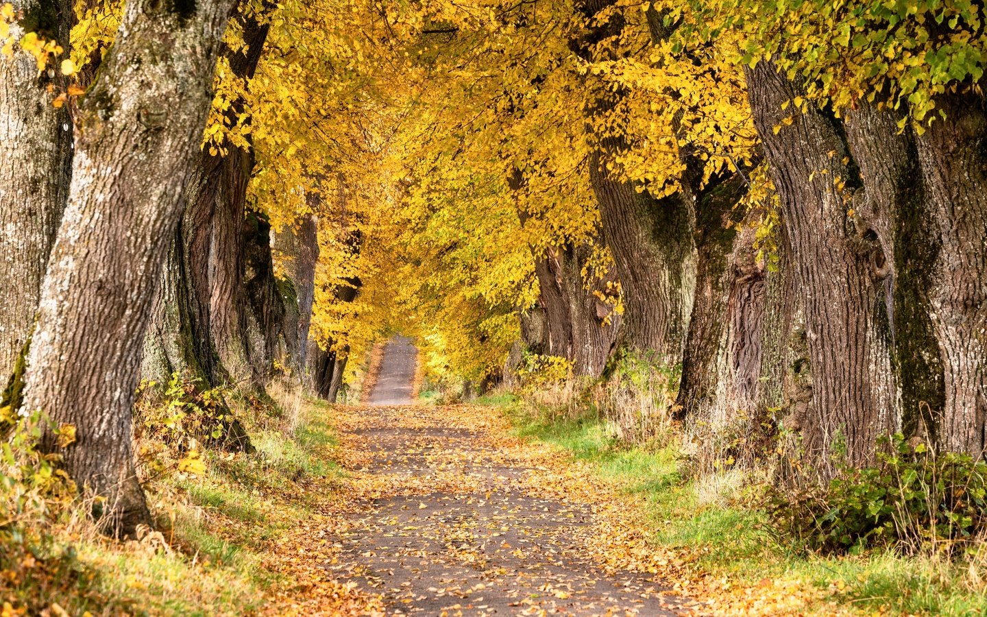 Обои дорога, деревья, осень, road, trees, autumn разрешение 3840x2160 Загрузить