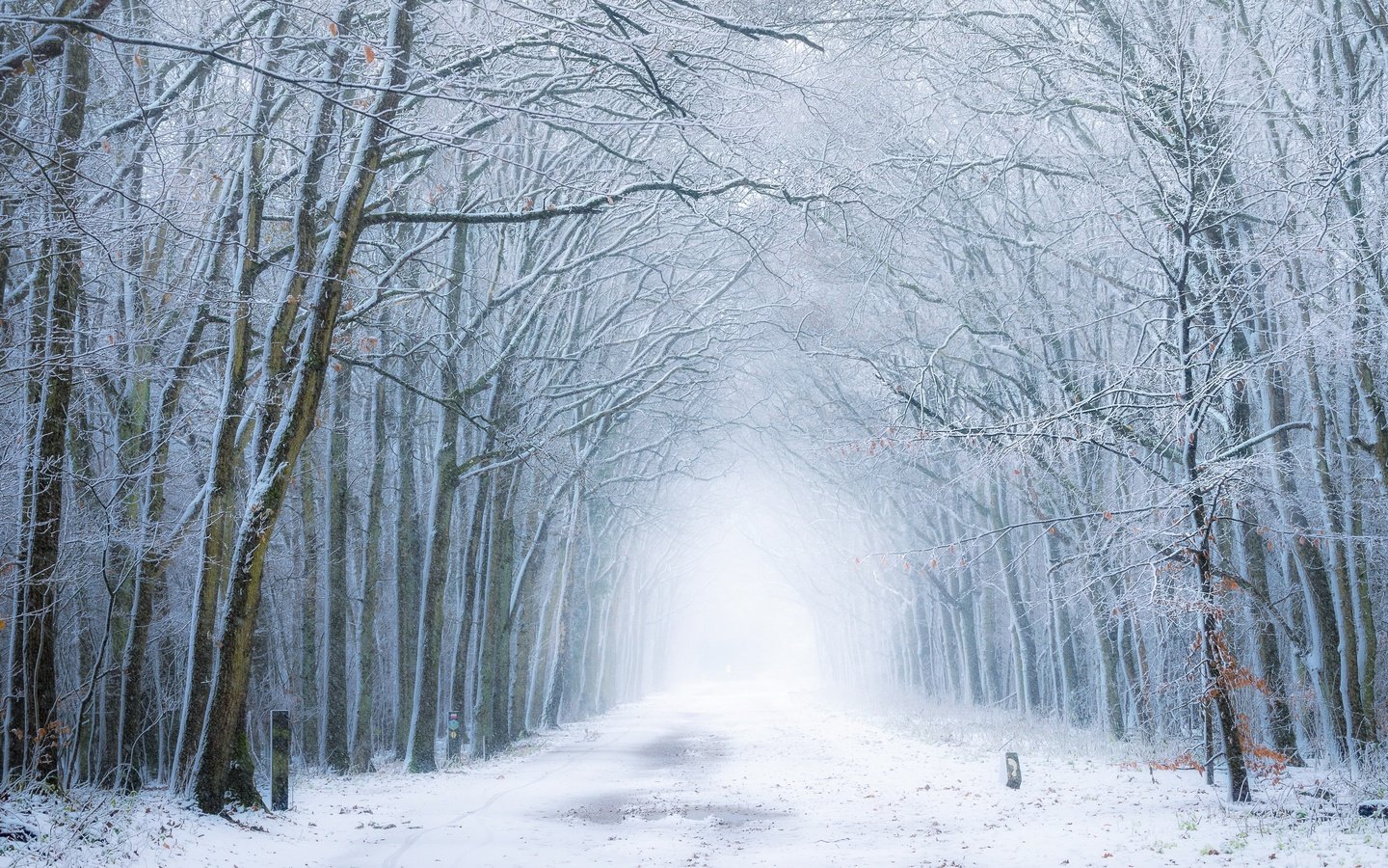 Обои дорога, лес, зима, туман, road, forest, winter, fog разрешение 3840x2160 Загрузить