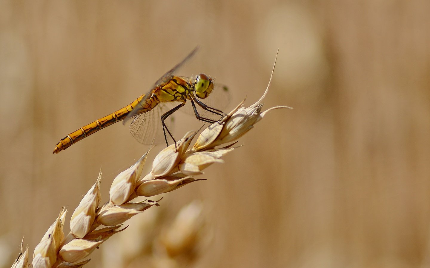 Обои фон, лето, стрекоза, колосок, background, summer, dragonfly, spike разрешение 4105x2737 Загрузить