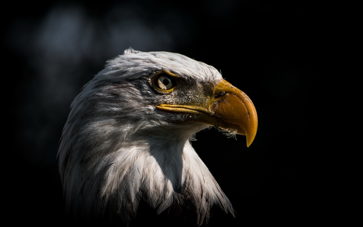 Обои фон, орел, птица, background, eagle, bird разрешение 3840x2160 Загрузить