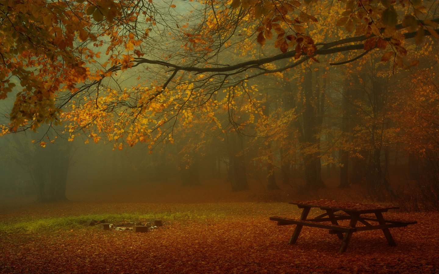 Обои лес, парк, туман, ветки, листва, осень, стол, скамейки, forest, park, fog, branches, foliage, autumn, table, benches разрешение 3840x2160 Загрузить