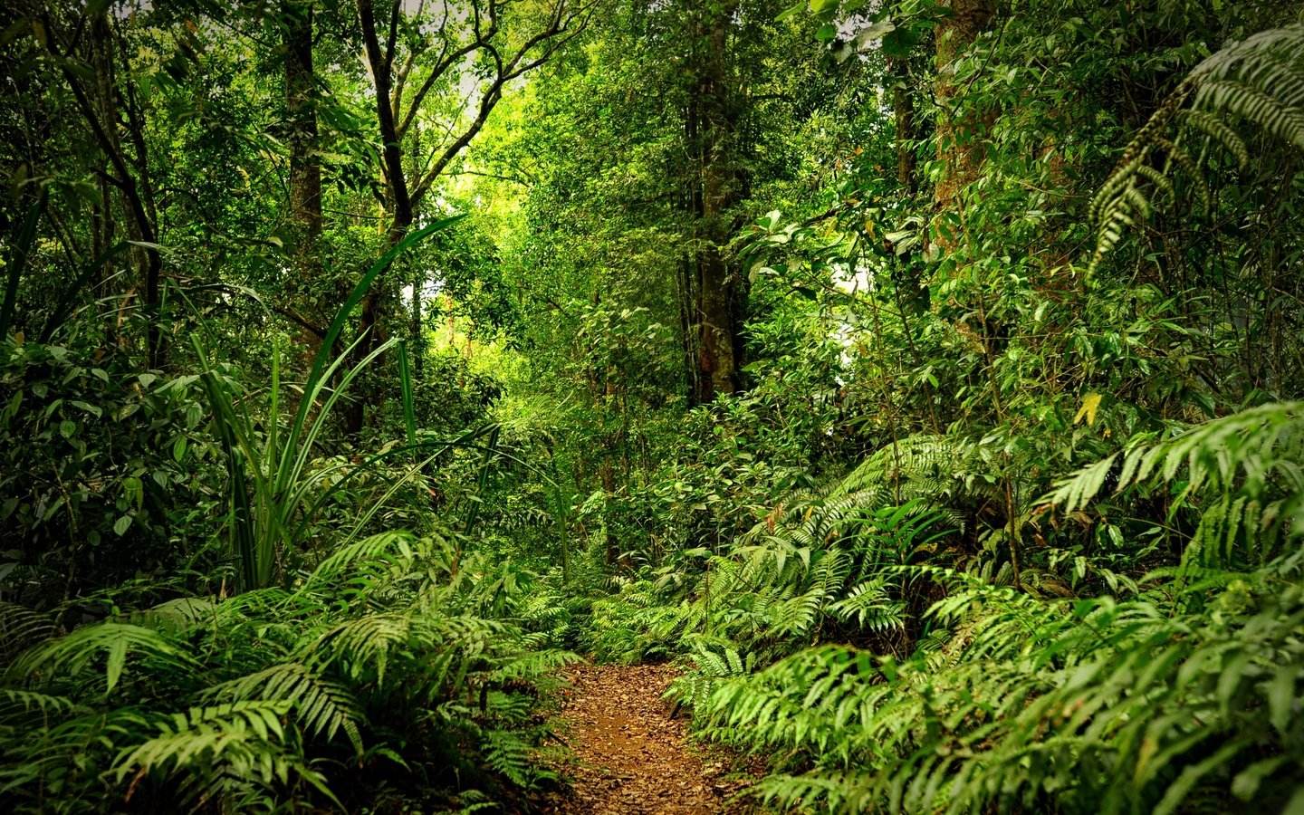 Обои лес, тропинка, дождь, forest, path, rain разрешение 2880x1800 Загрузить