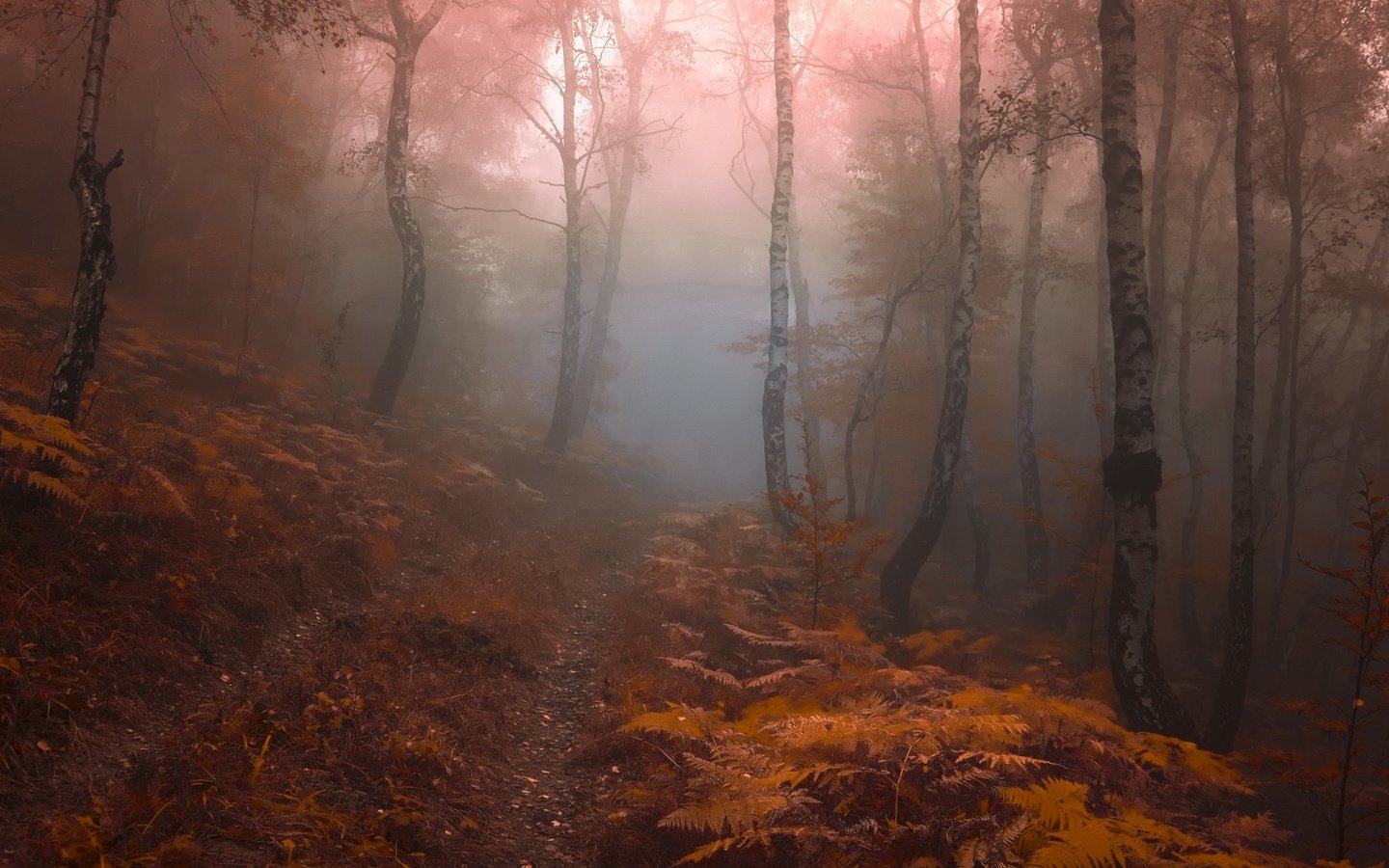 Обои лес, туман, forest, fog разрешение 3554x2267 Загрузить