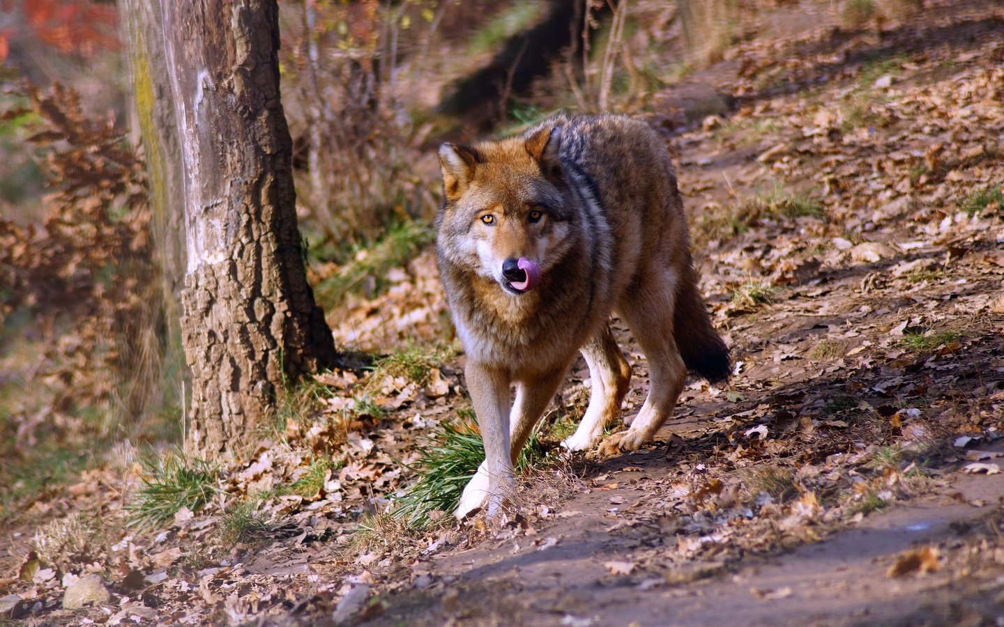 Обои лес, взгляд, прогулка, волк, forest, look, walk, wolf разрешение 3008x1881 Загрузить