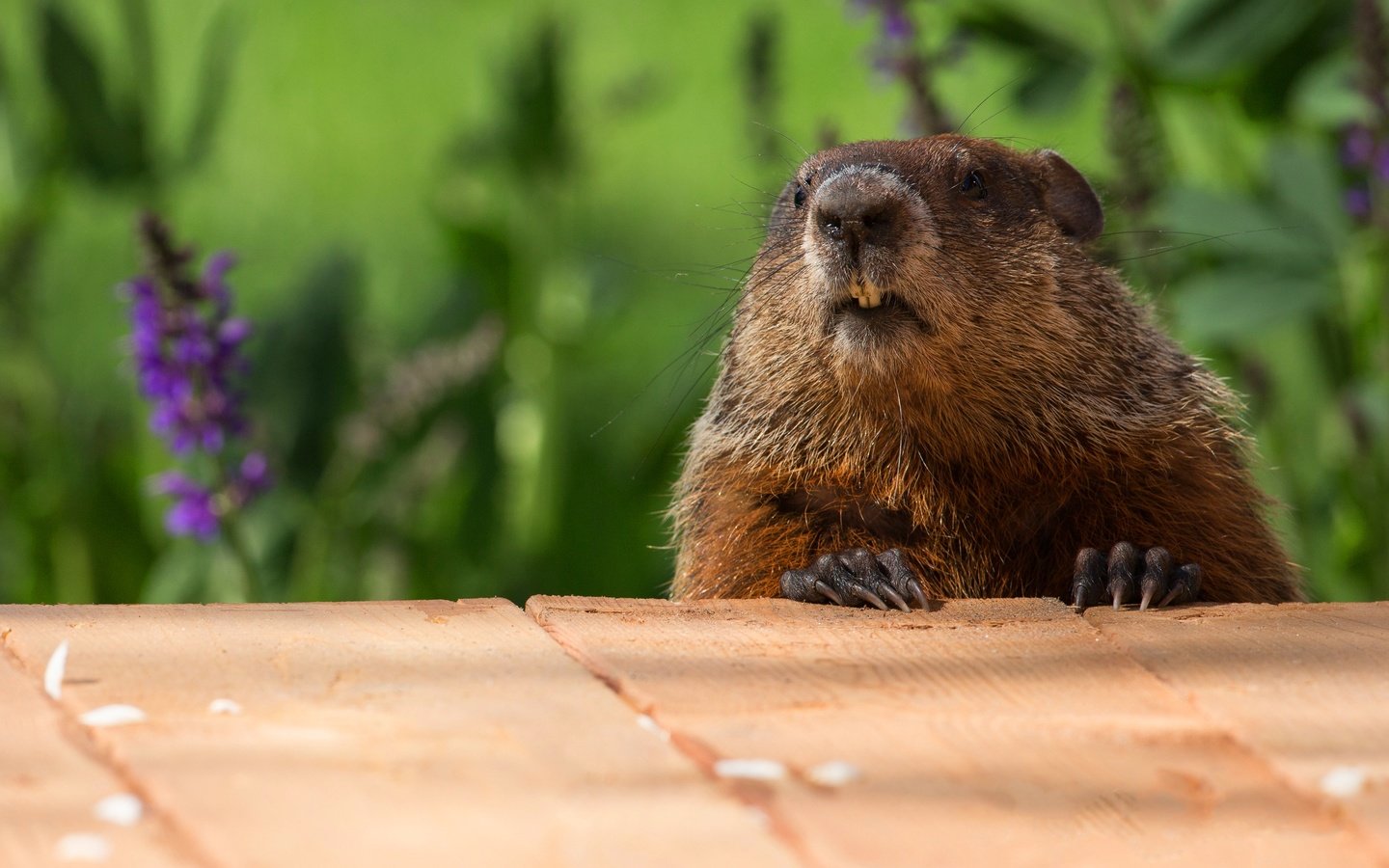 Обои морда, цветы, природа, портрет, доски, сурок, face, flowers, nature, portrait, board, marmot разрешение 4095x3105 Загрузить