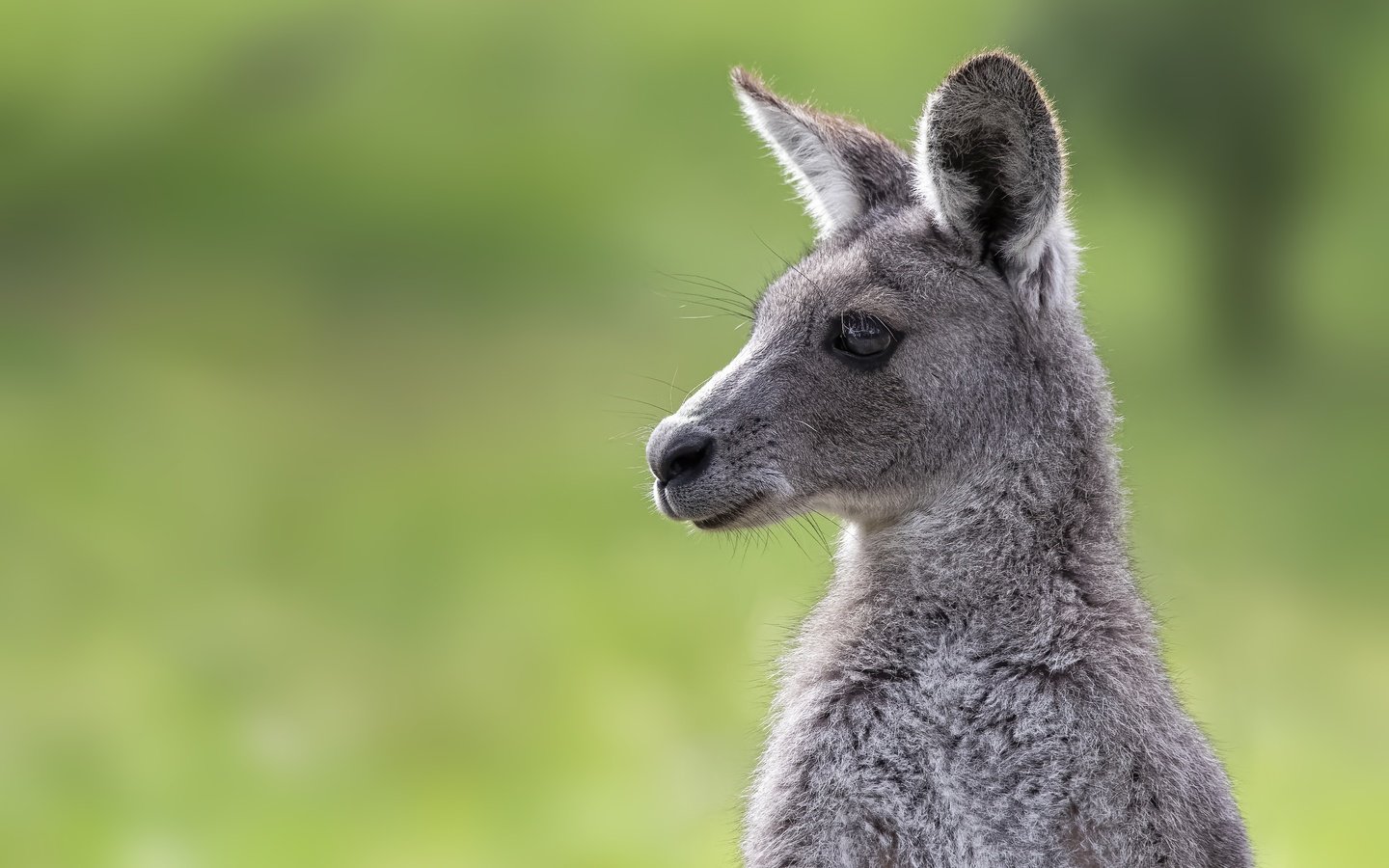 Обои морда, фон, портрет, кенгуру, детеныш, face, background, portrait, kangaroo, cub разрешение 4869x3246 Загрузить