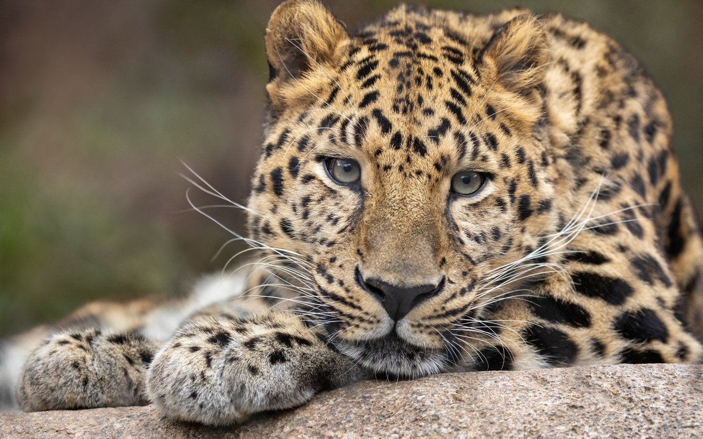 Обои морда, фон, портрет, леопард, вгляд, дикая кошка, face, background, portrait, leopard, peer, wild cat разрешение 6144x4096 Загрузить