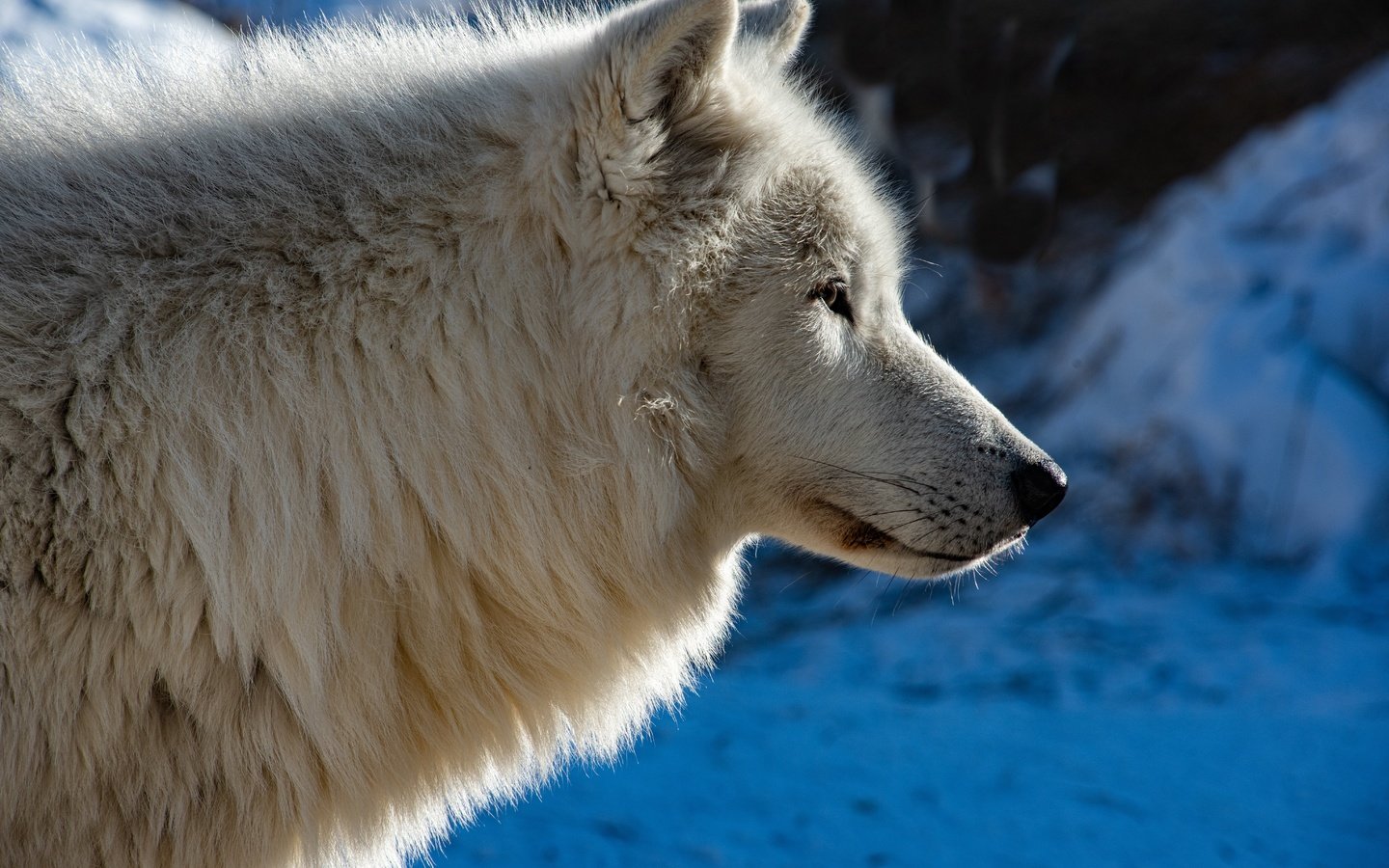 Обои морда, профиль, волк, face, profile, wolf разрешение 6143x4100 Загрузить