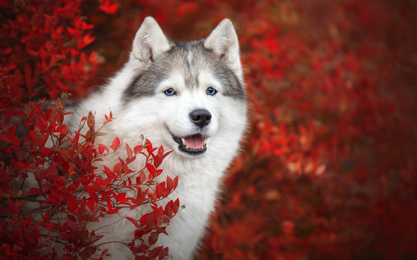Обои морда, ветки, взгляд, осень, собака, хаски, боке, face, branches, look, autumn, dog, husky, bokeh разрешение 1920x1280 Загрузить