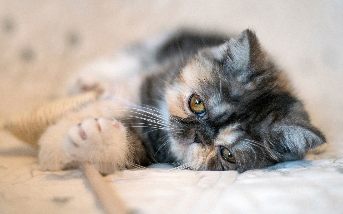Обои мордочка, экзотическая короткошёрстная кошка, muzzle, exotic shorthair разрешение 2560x1707 Загрузить