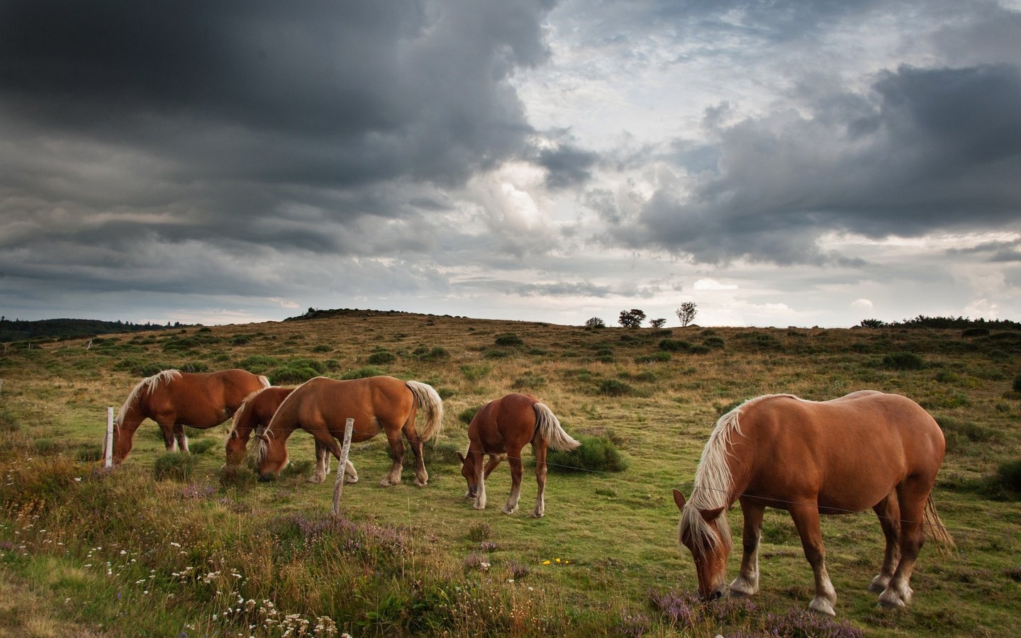 Обои небо, тучи, лето, лошади, кони, пастбище, стадо, пасмурно, the sky, clouds, summer, horse, horses, pasture, the herd, overcast разрешение 4256x2832 Загрузить