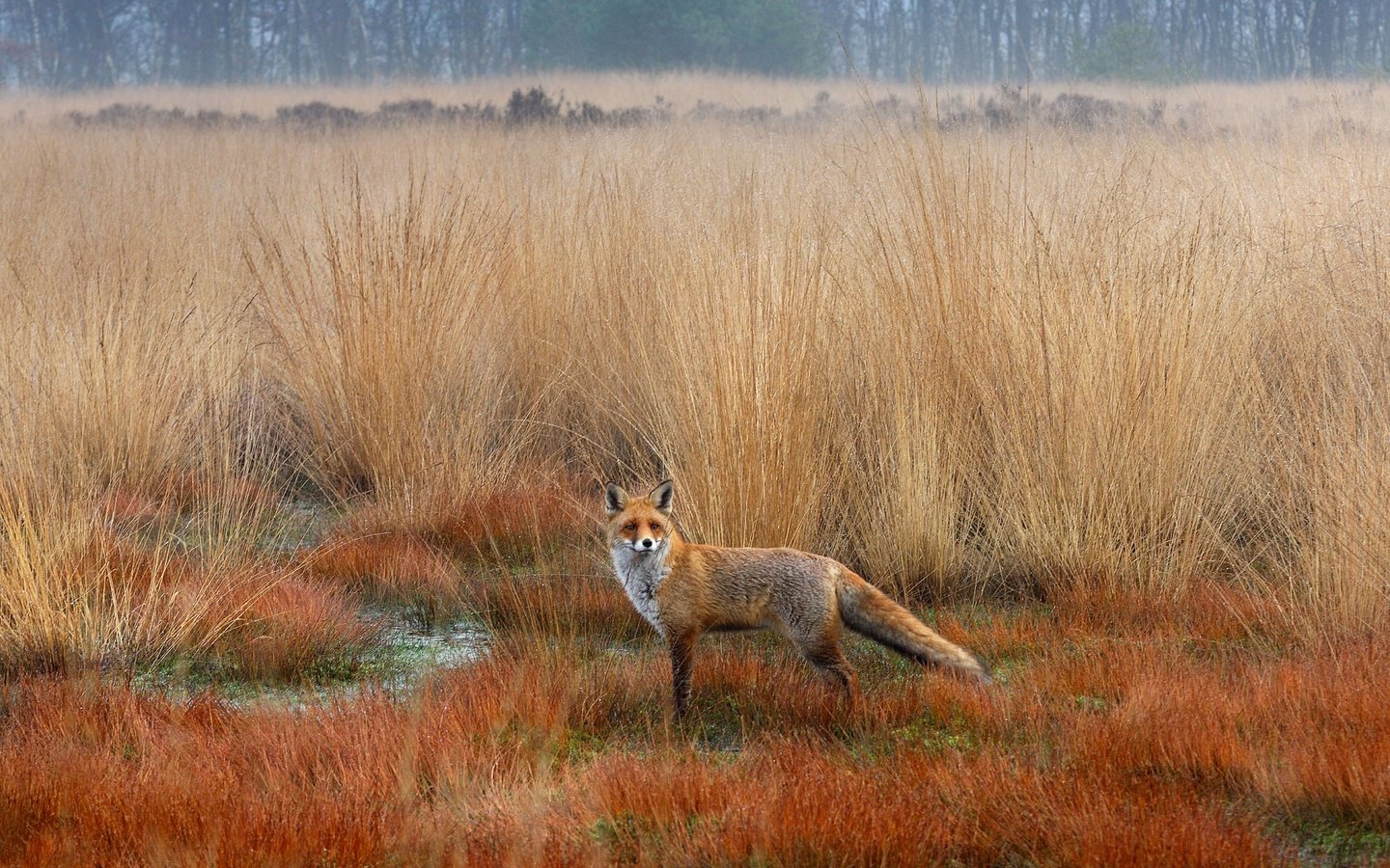 Обои осень, лиса, лисица, степь, autumn, fox, the steppe разрешение 5083x2859 Загрузить