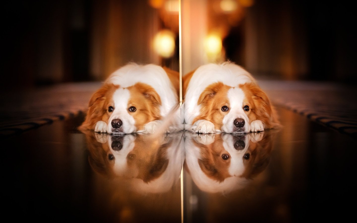 Обои отражение, взгляд, собака, reflection, look, dog разрешение 2048x1365 Загрузить