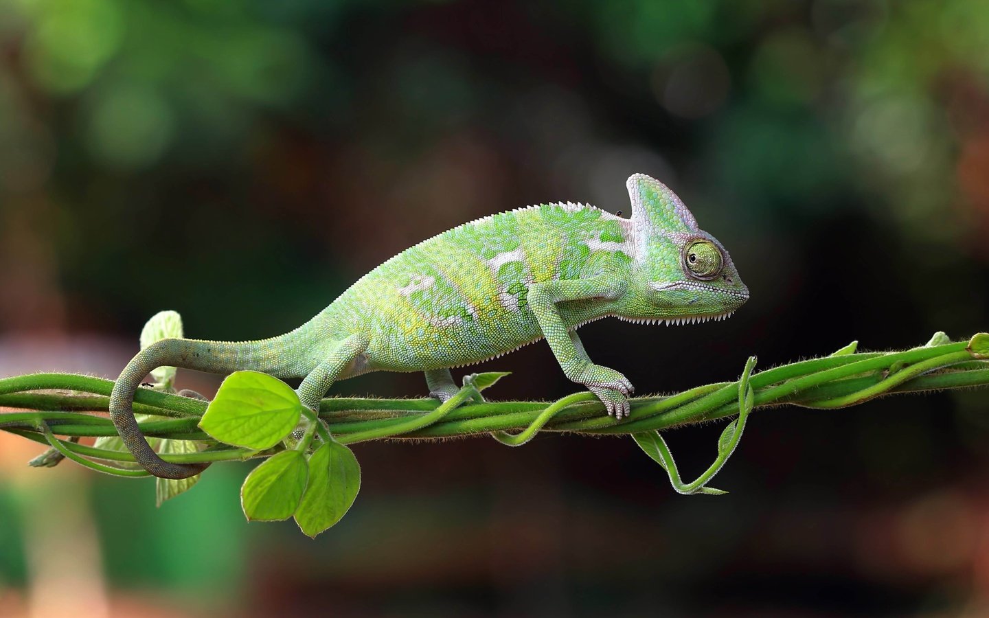 Обои природа, хамелеон, индонезия, nature, chameleon, indonesia разрешение 5174x2910 Загрузить
