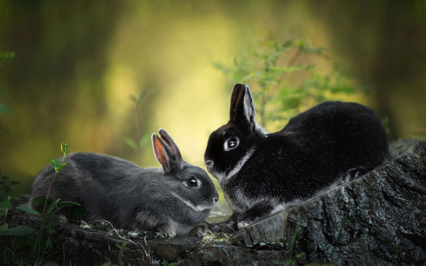 Обои природа, кролик, кролики, пень, зайчики, nature, rabbit, rabbits, stump, bunnies разрешение 2000x1328 Загрузить