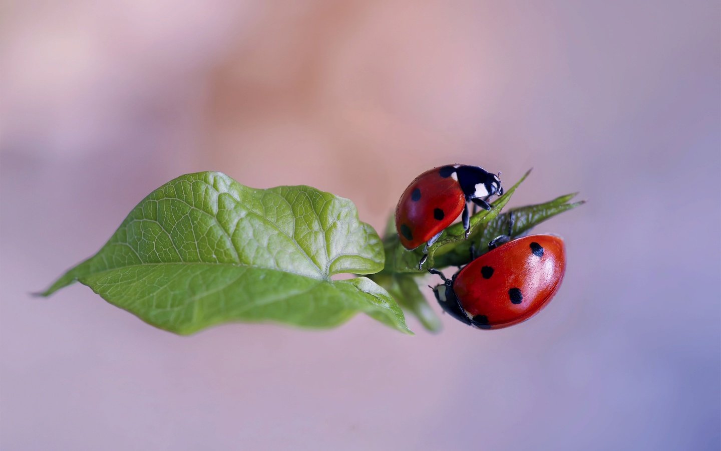 Обои природа, макро, лист, божьи коровки, жуки, nature, macro, sheet, ladybugs, bugs разрешение 3000x2000 Загрузить