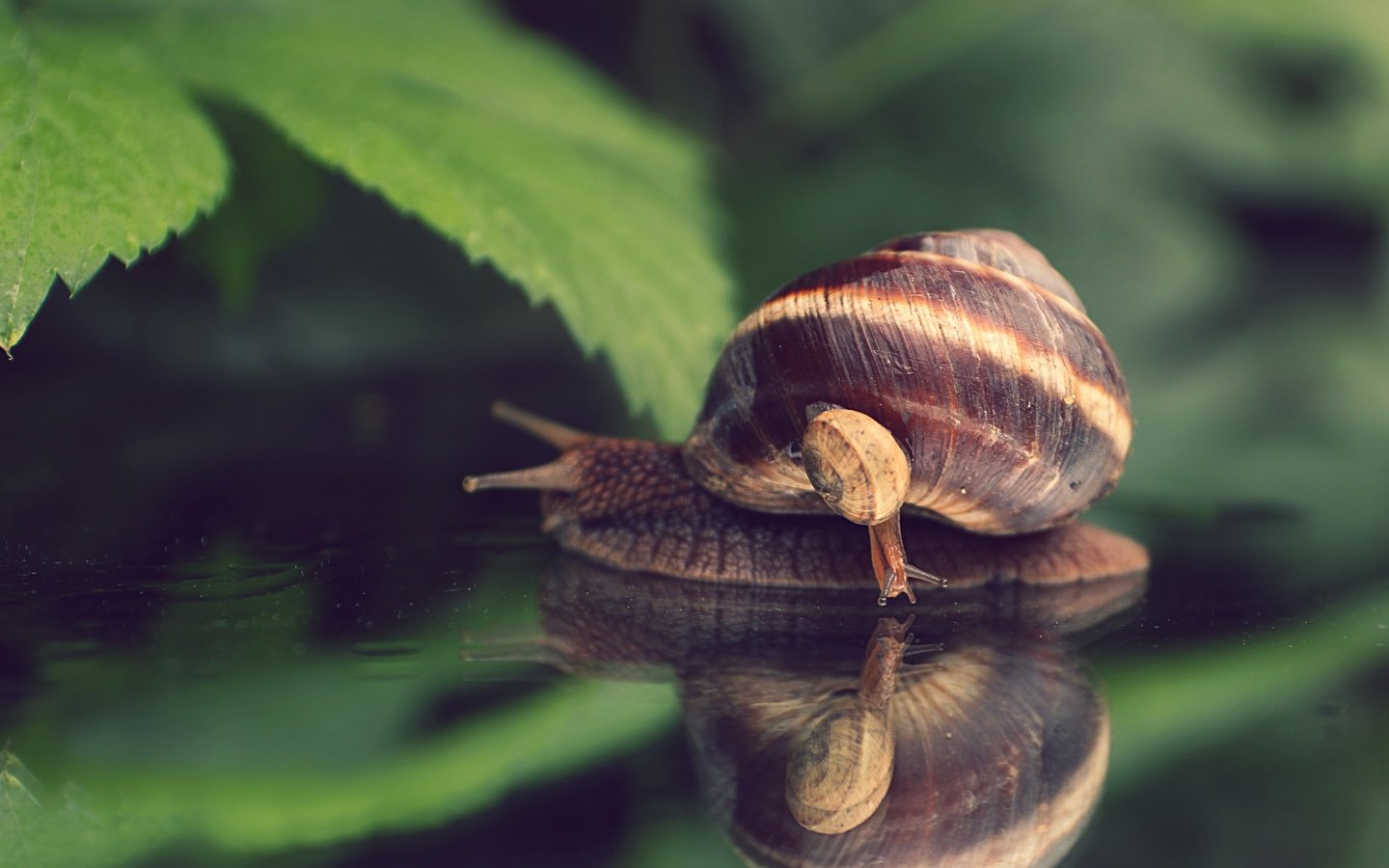 Обои природа, макро, улитка, nature, macro, snail разрешение 4890x3564 Загрузить