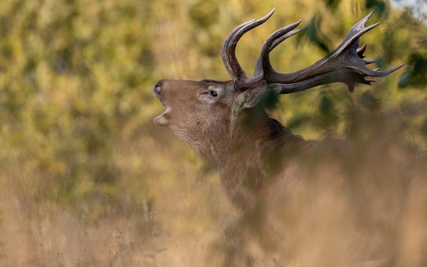 Обои природа, олень, профиль, животное, рога, голова, nature, deer, profile, animal, horns, head разрешение 2048x1365 Загрузить