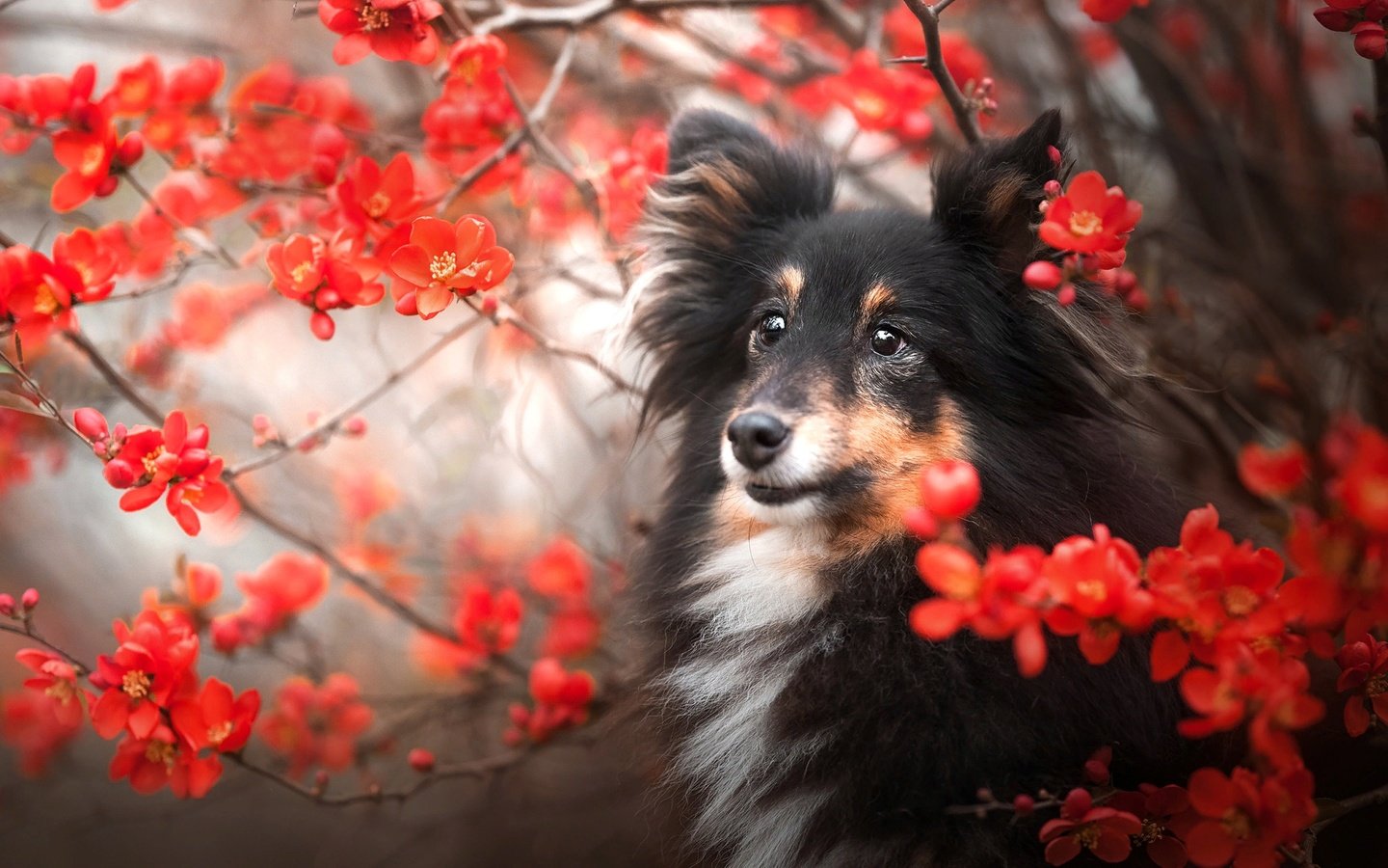 Обои природа, ветки, собака, шелти, nature, branches, dog, sheltie разрешение 2048x1366 Загрузить